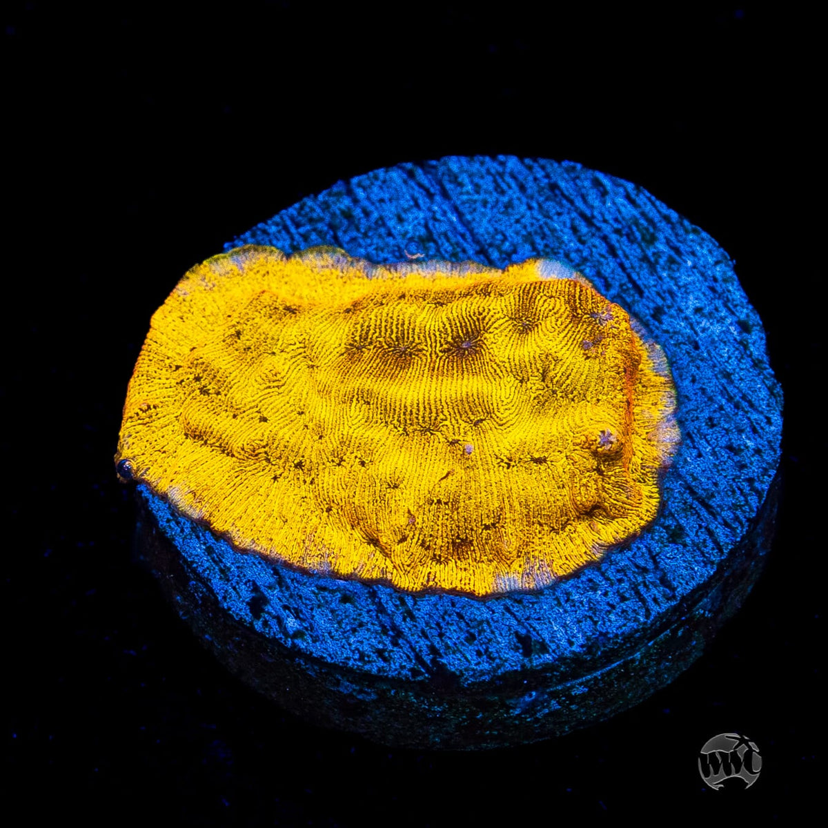 CC Tangerine Juice Leptoseris