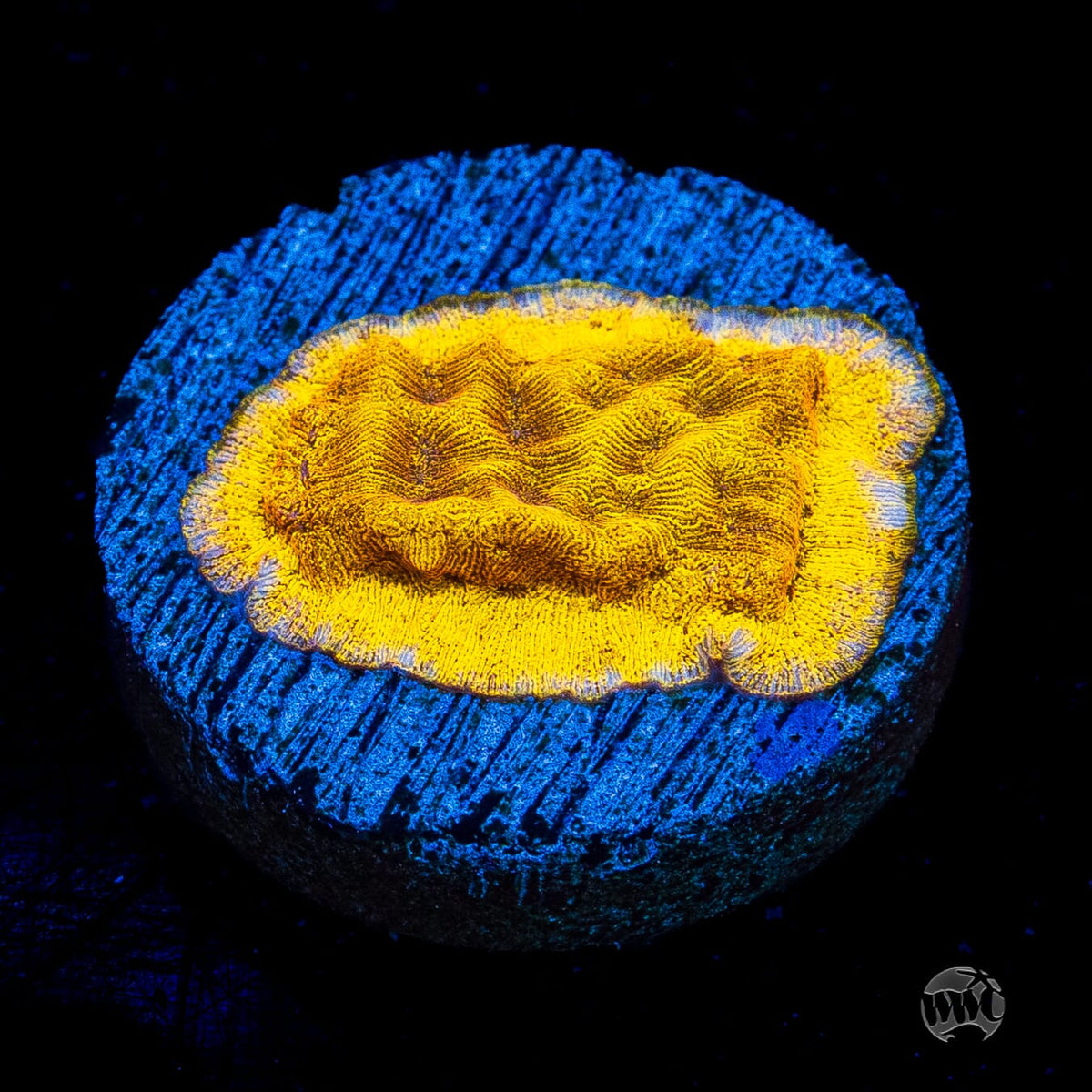CC Tangerine Juice Leptoseris