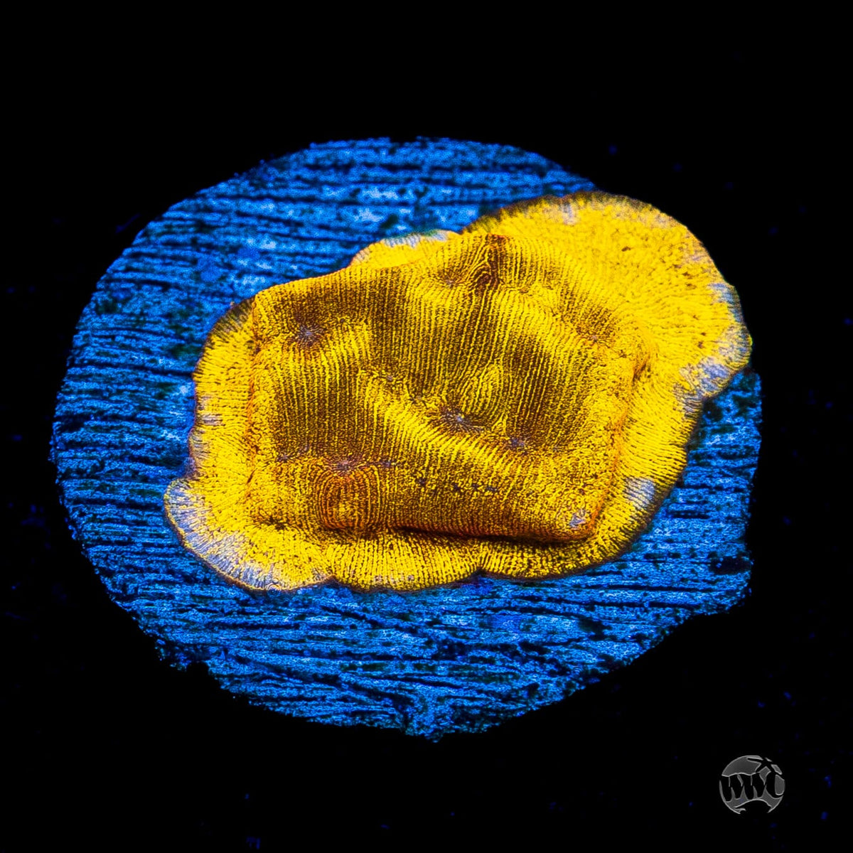 CC Tangerine Juice Leptoseris