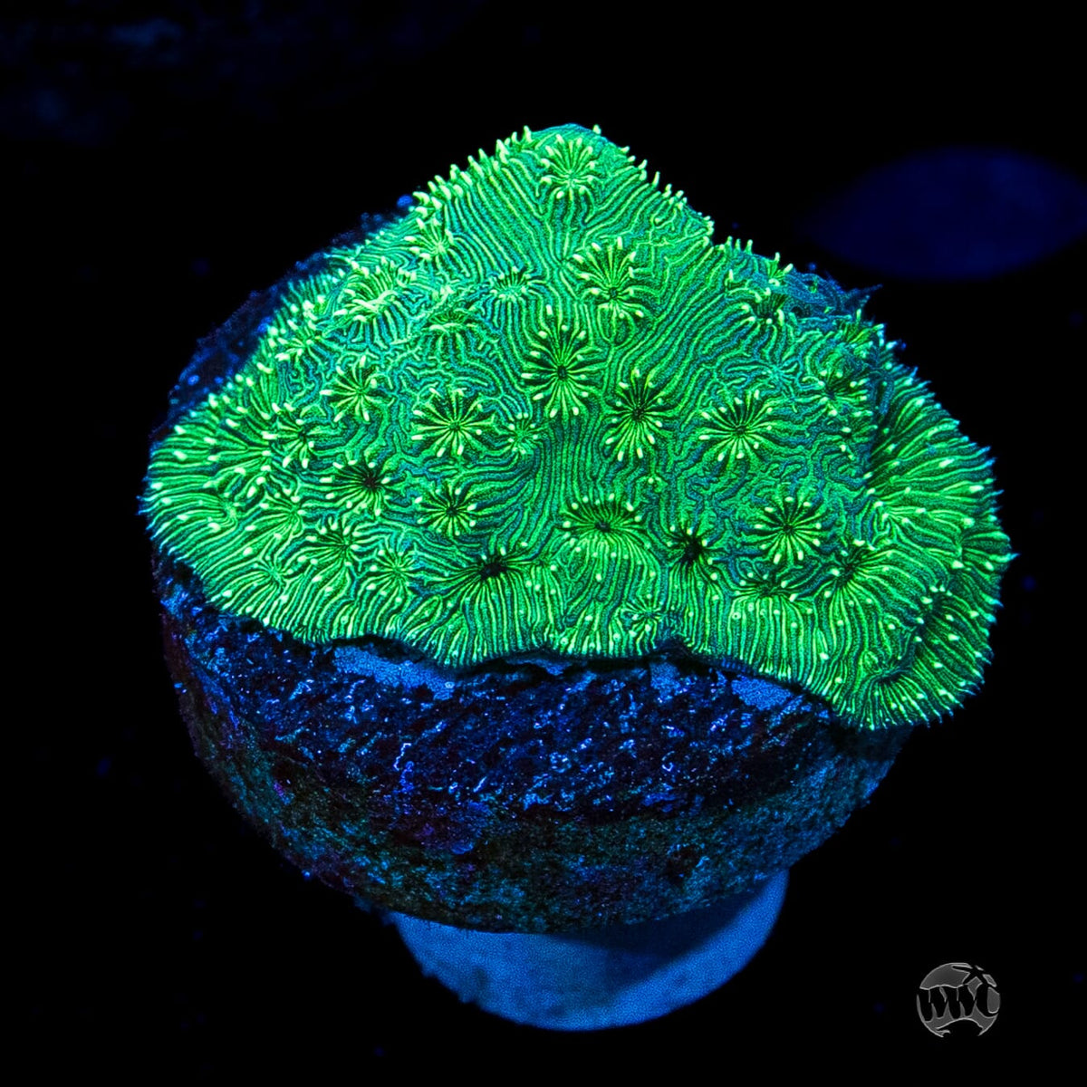 WWC Emerald Pavona