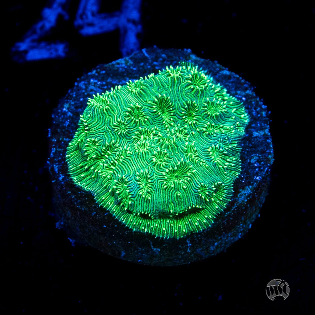 WWC Emerald Pavona