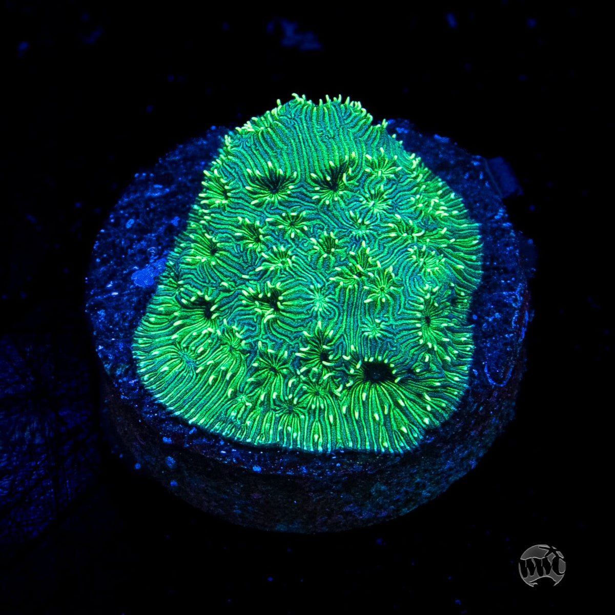 WWC Emerald Pavona