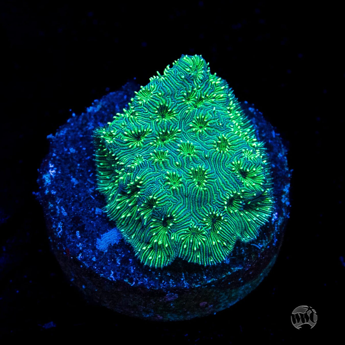 WWC Emerald Pavona