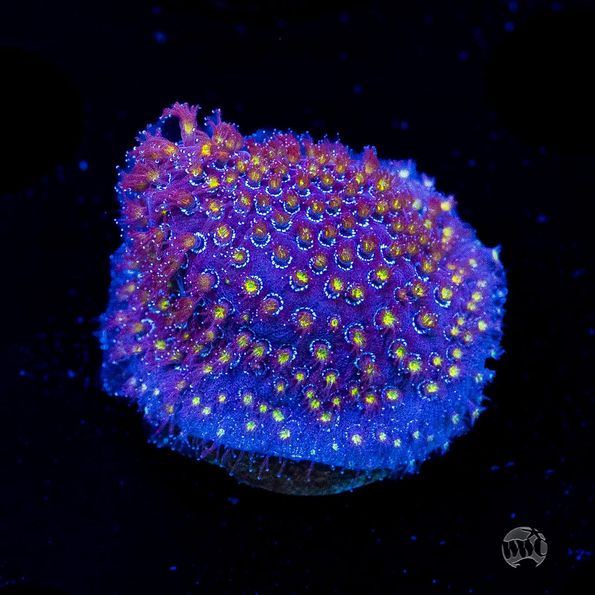 WWC Firestone Stylocoeniella
