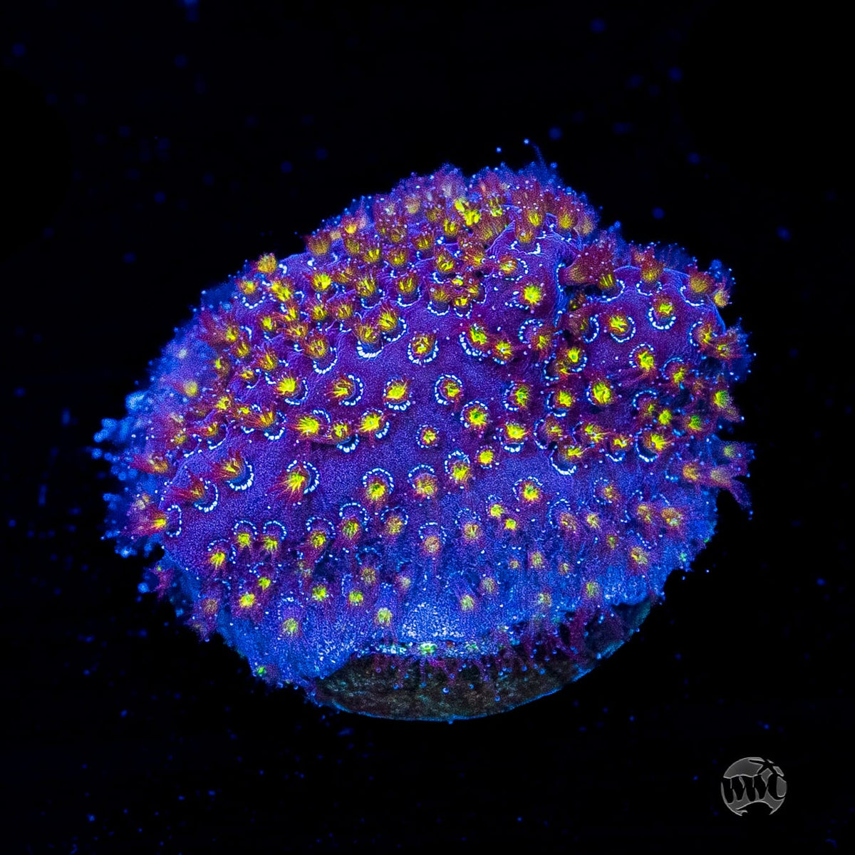WWC Firestone Stylocoeniella