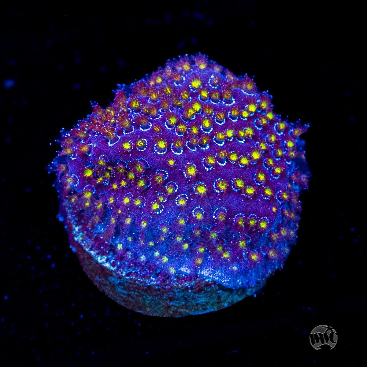 WWC Firestone Stylocoeniella