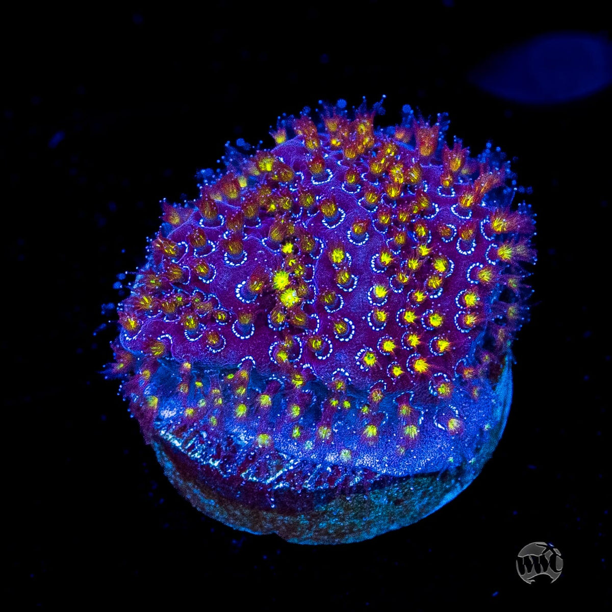 WWC Firestone Stylocoeniella