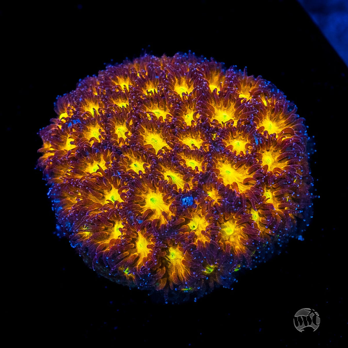 WWC Burning Leptastrea