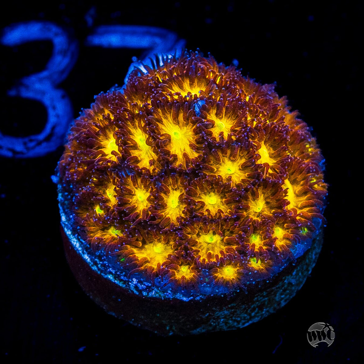 WWC Burning Leptastrea