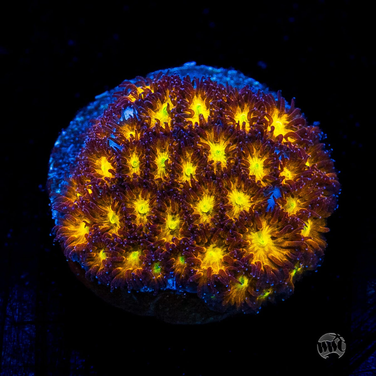 WWC Burning Leptastrea