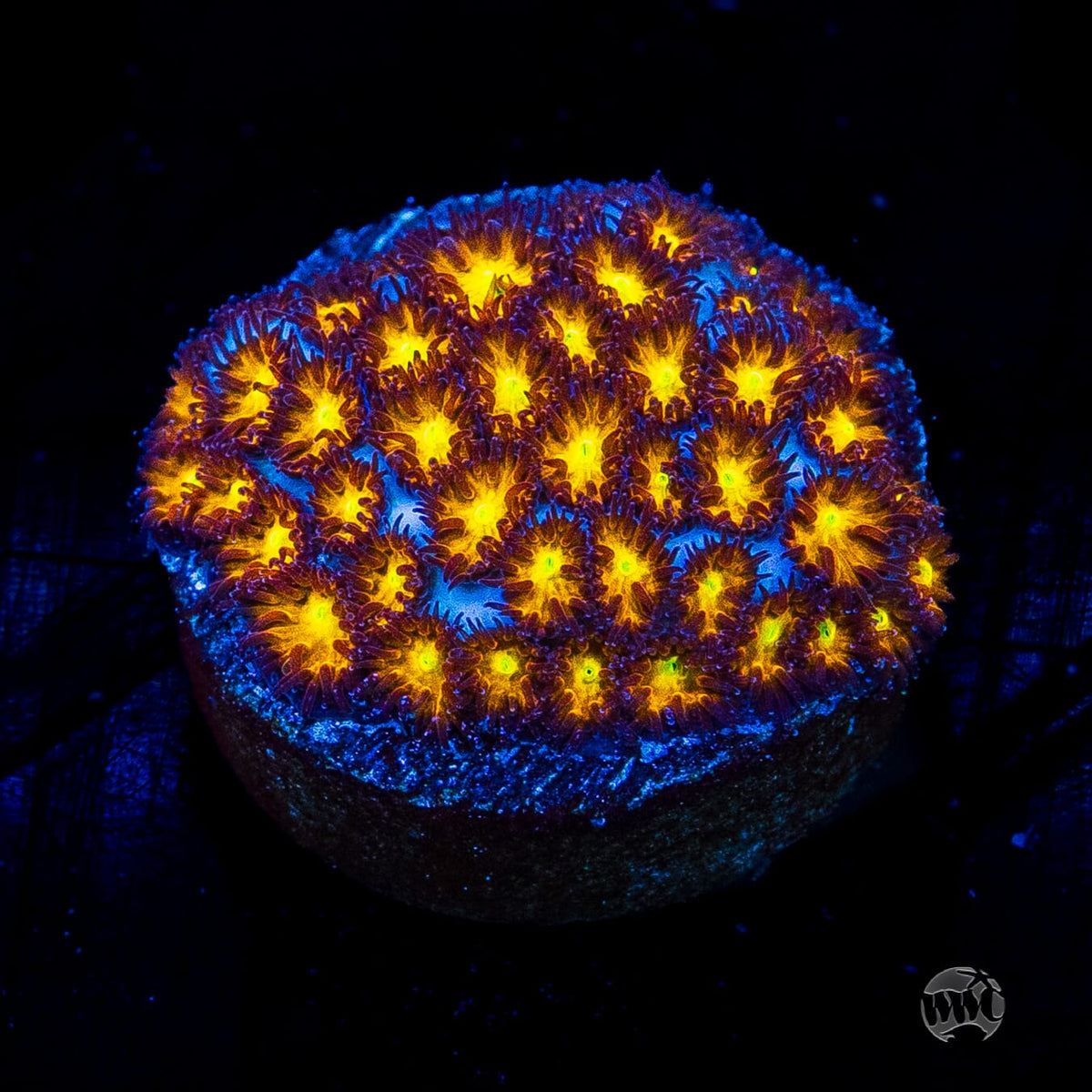 WWC Burning Leptastrea