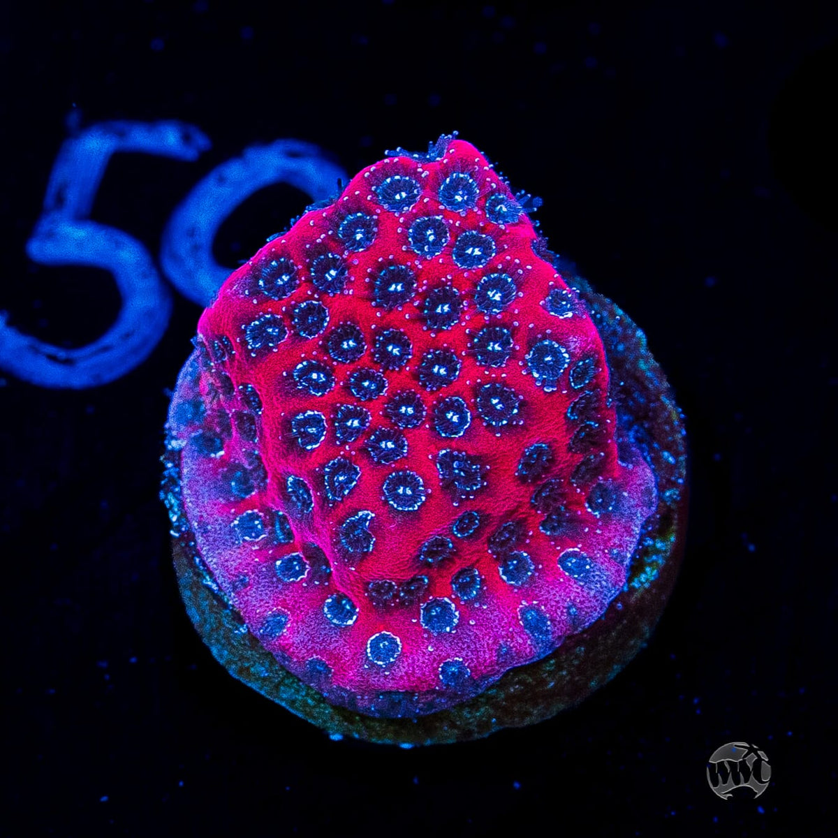 Darth Maul Porites