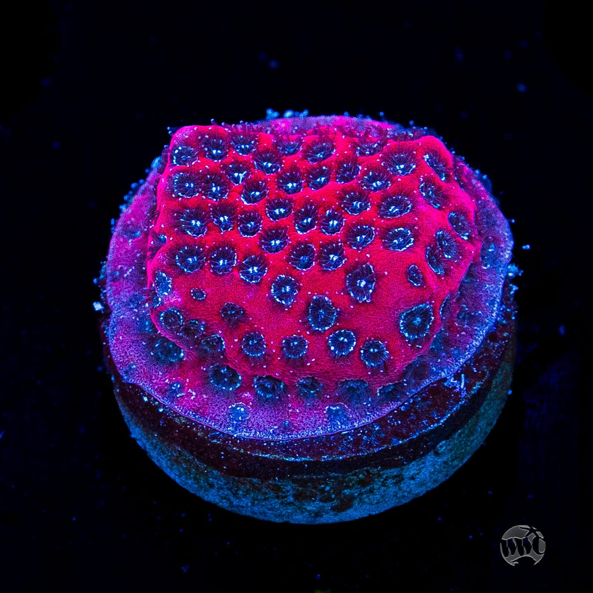 Darth Maul Porites