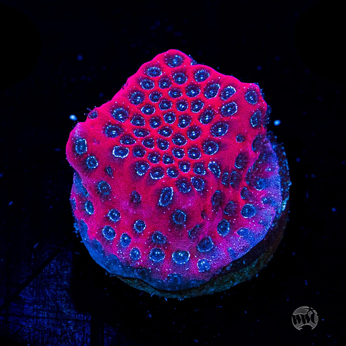 Darth Maul Porites