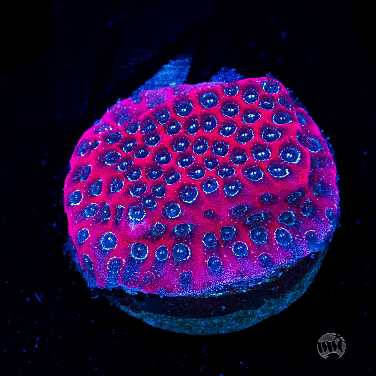Darth Maul Porites