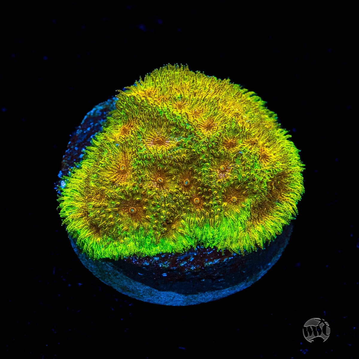 WWC Lemon Lime Psammocora