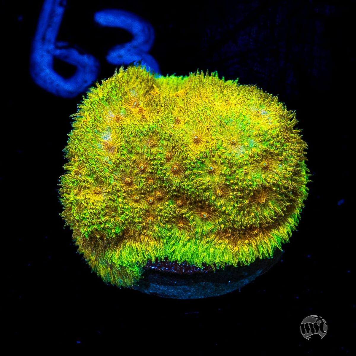 WWC Lemon Lime Psammocora