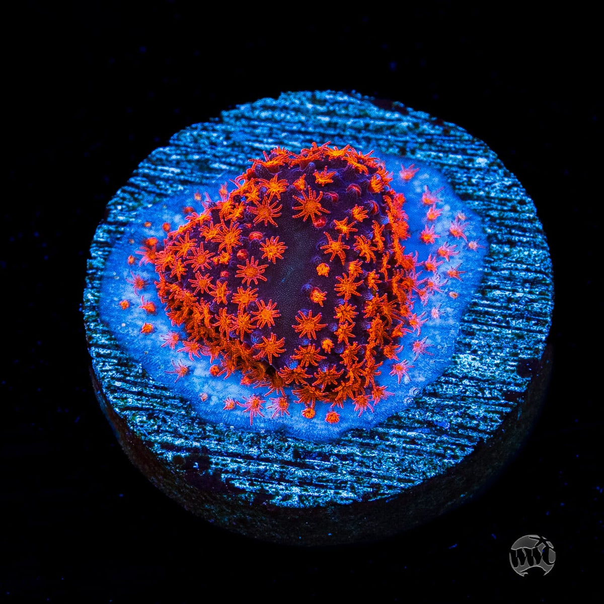 WWC Spiderman Stylocoeniella
