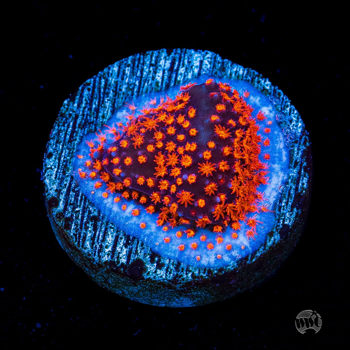 WWC Spiderman Stylocoeniella