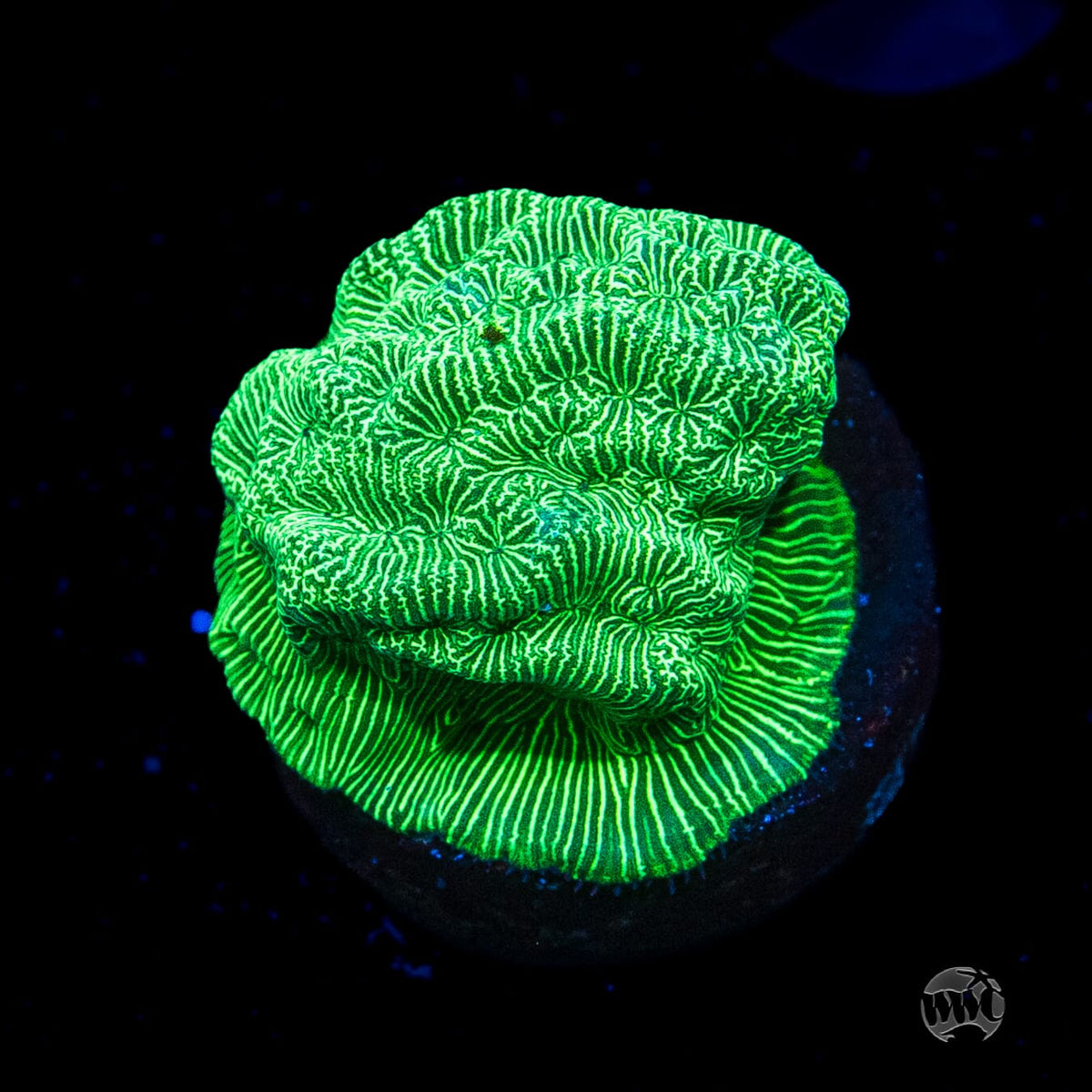 WWC Hulk Leptoseris