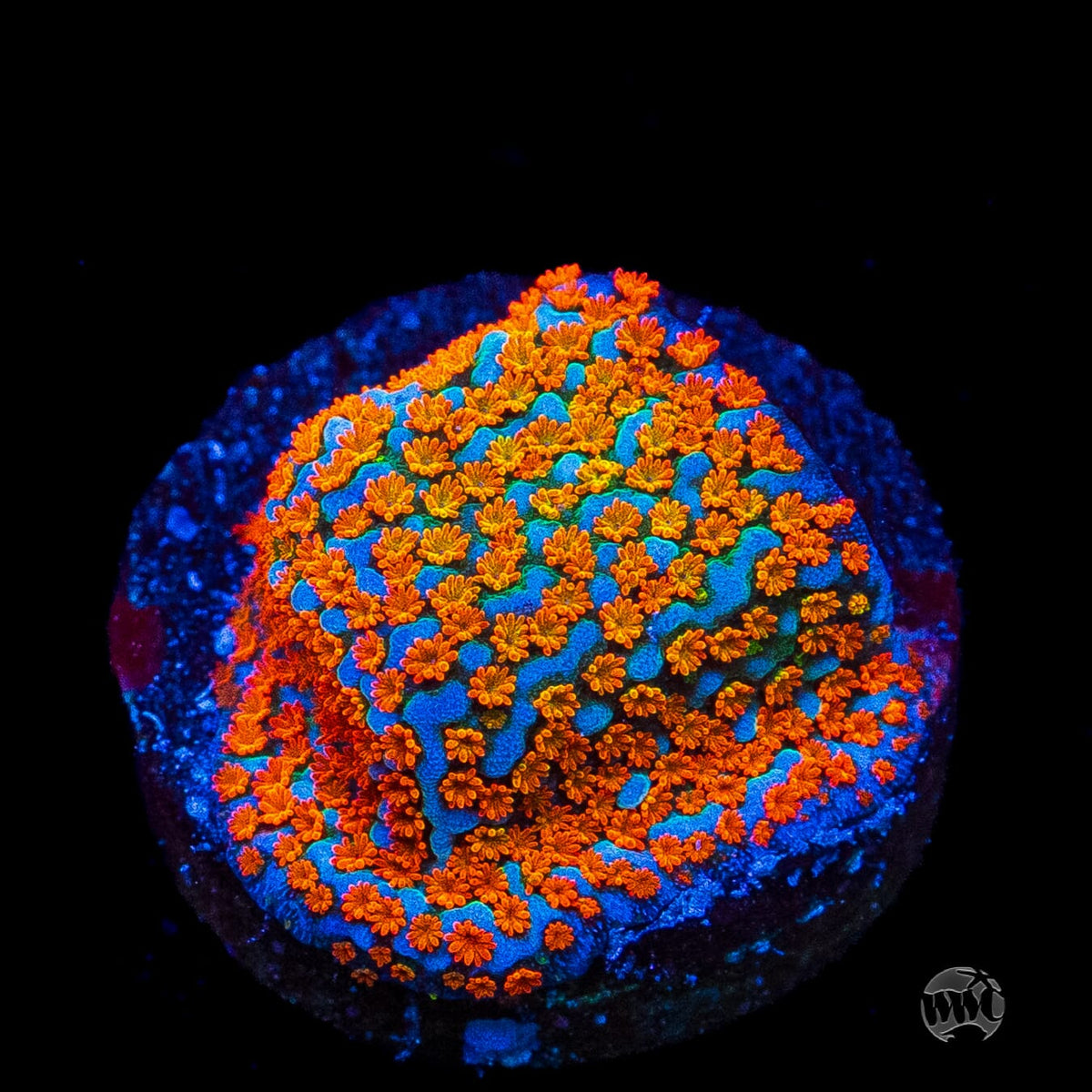 Jason Fox Fruity Pebbles Montipora