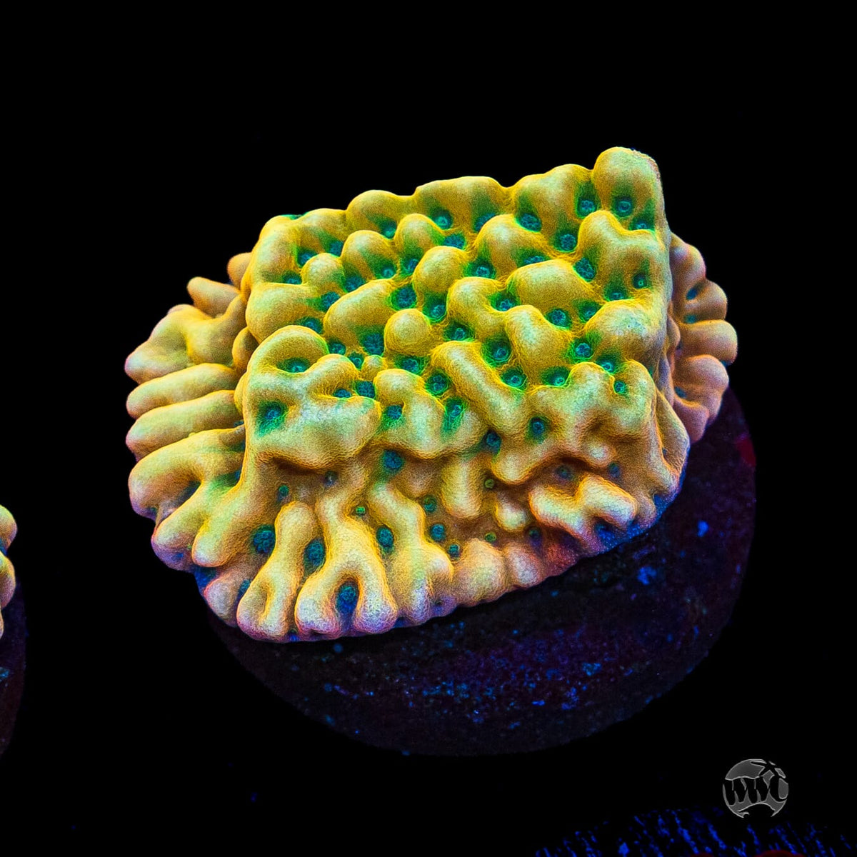 Jason Fox Beach Bum Montipora