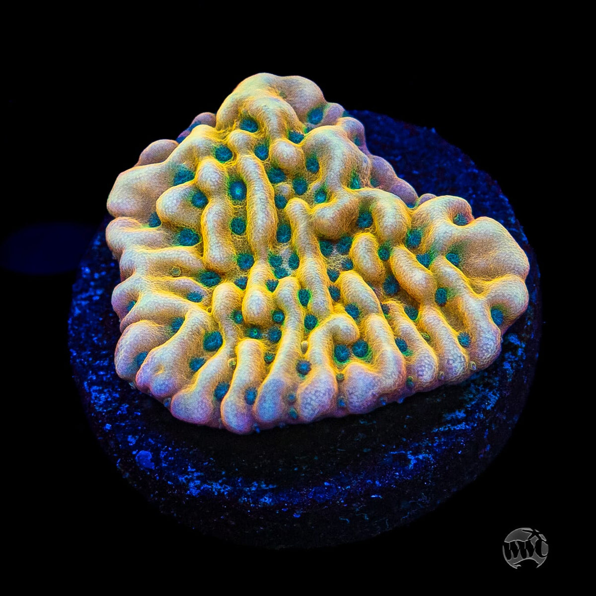 Jason Fox Beach Bum Montipora