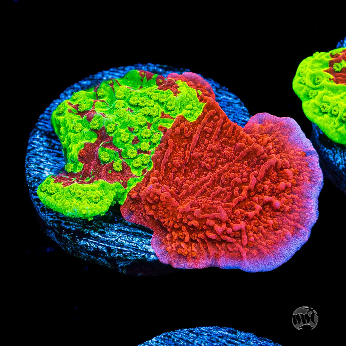 WWC Jaw Breaker Grafted Montipora