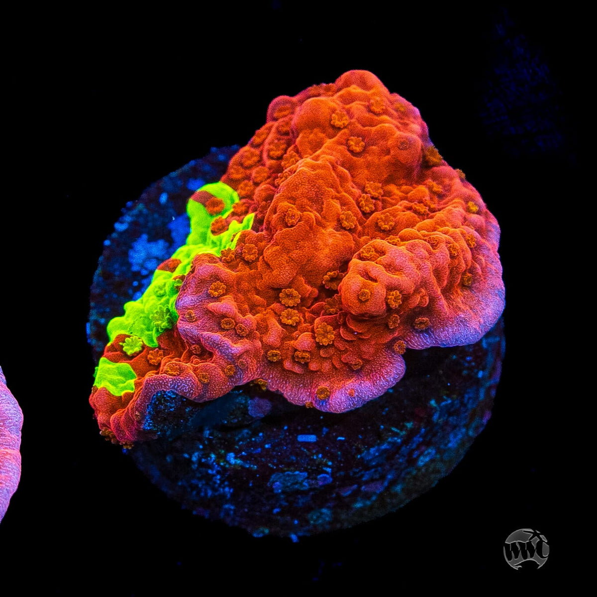 WWC Jaw Breaker Grafted Montipora