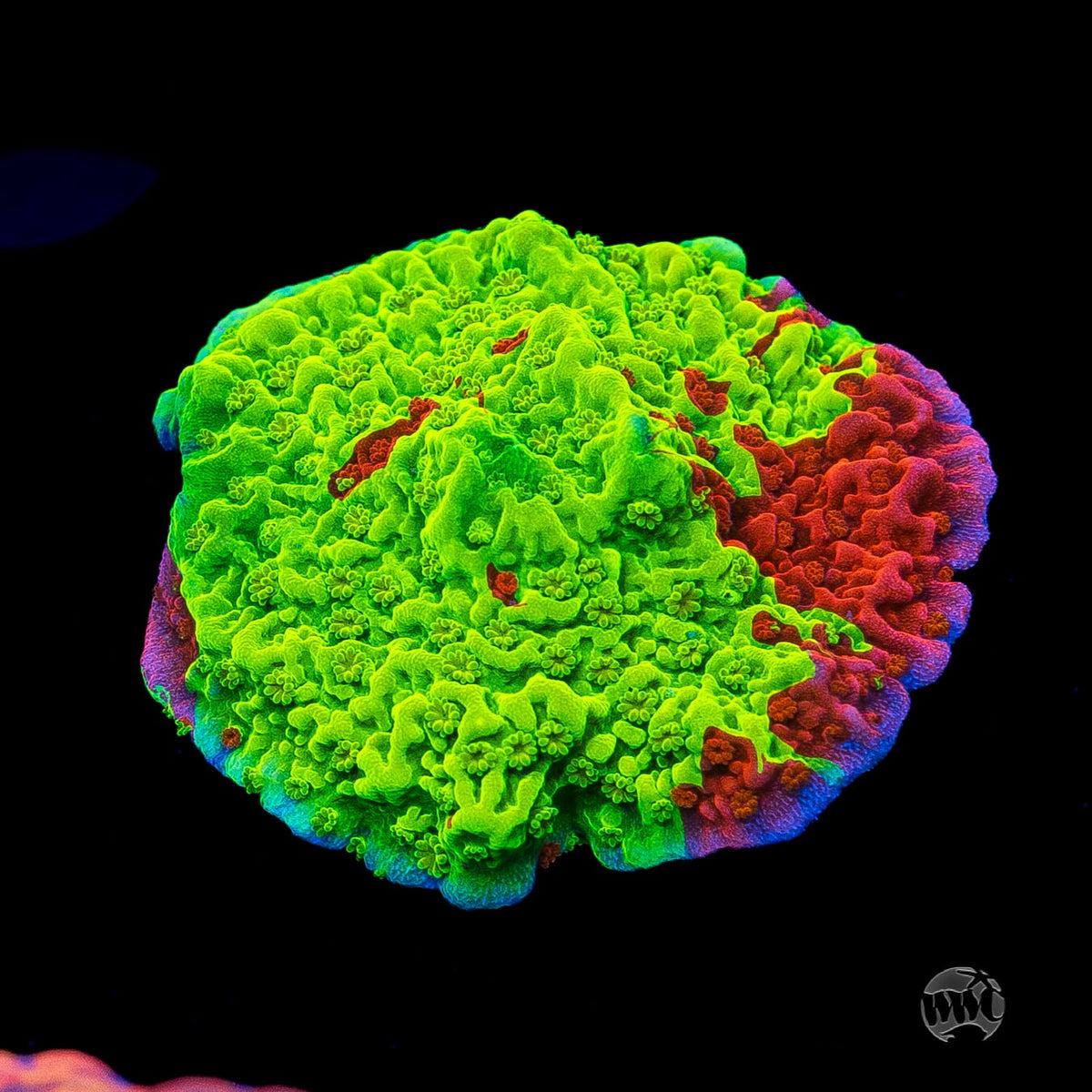 WWC Jaw Breaker Grafted Montipora