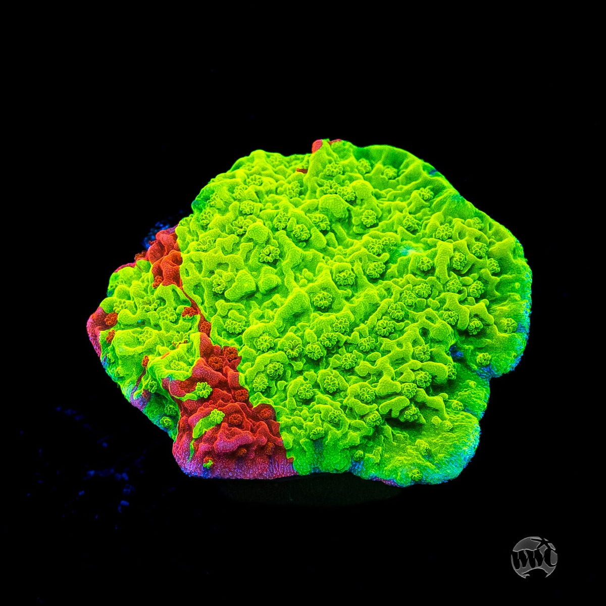 WWC Jaw Breaker Grafted Montipora