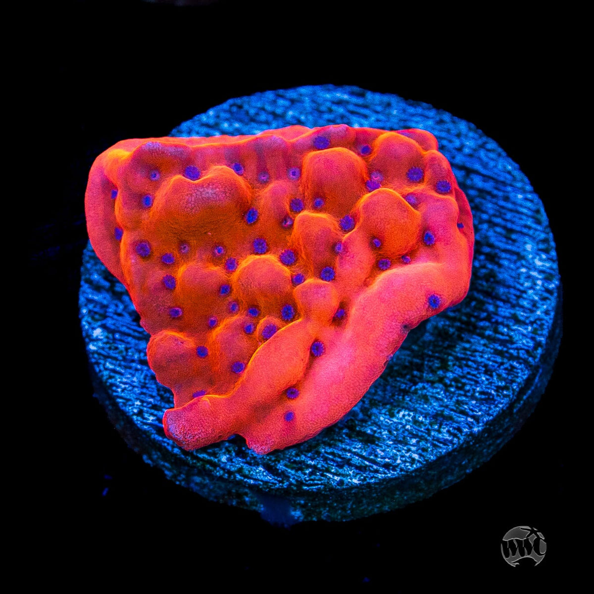WWC Fire Mage Montipora