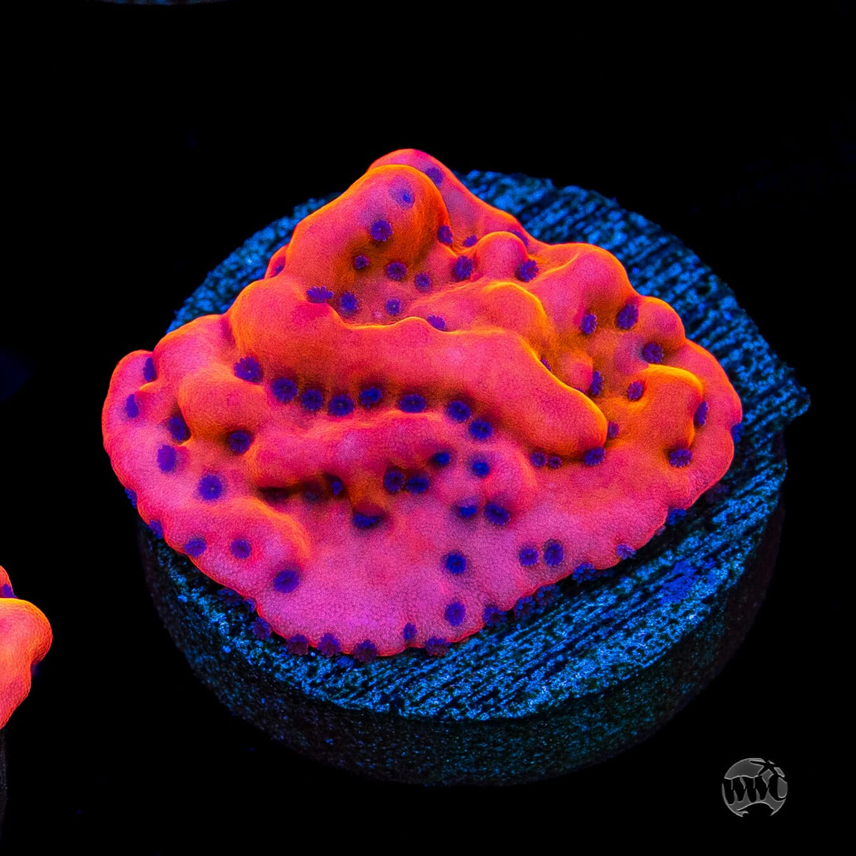WWC Fire Mage Montipora