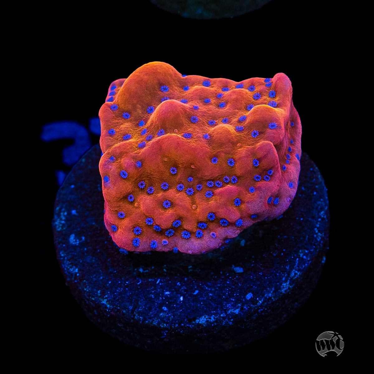 WWC Quicksand Montipora