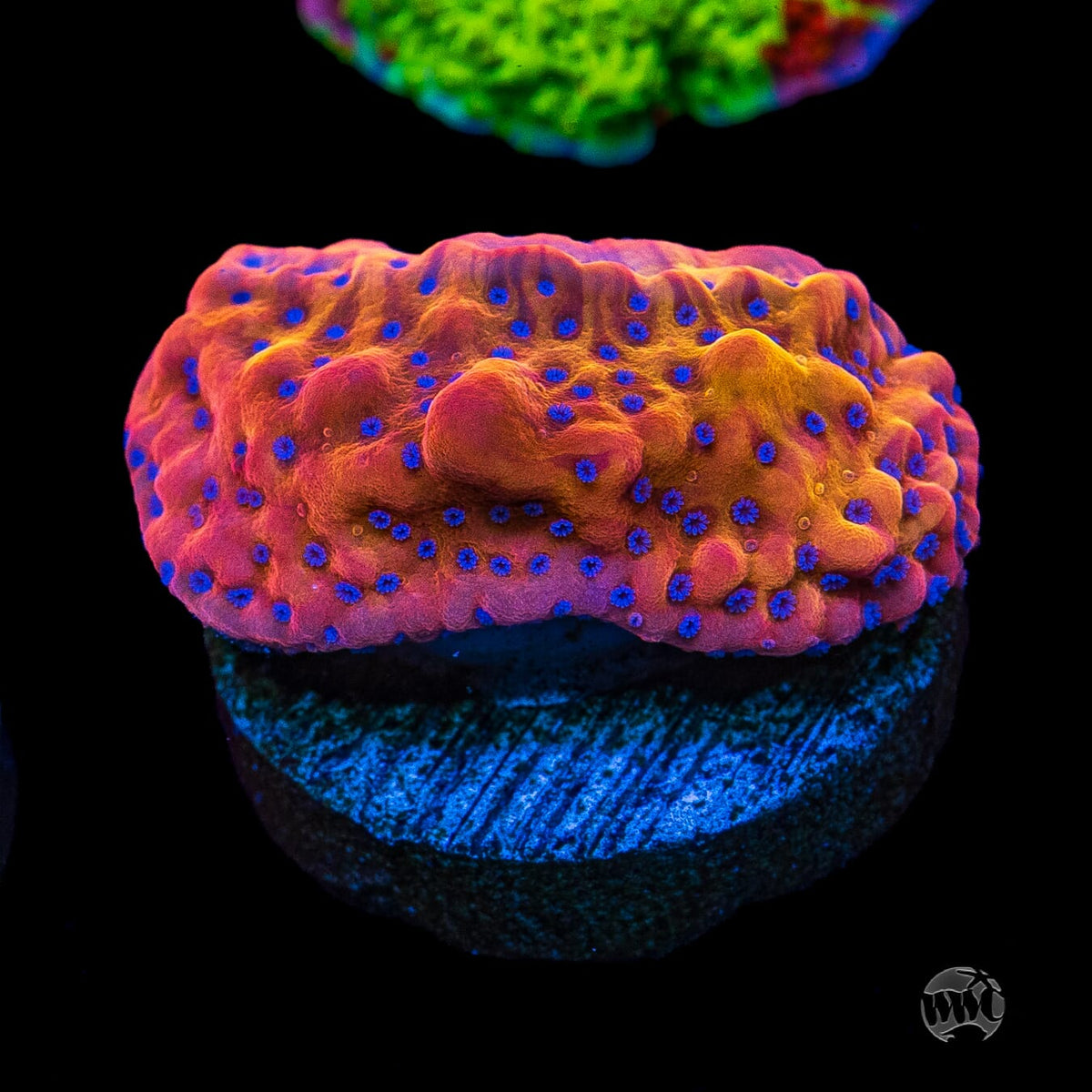 WWC Quicksand Montipora