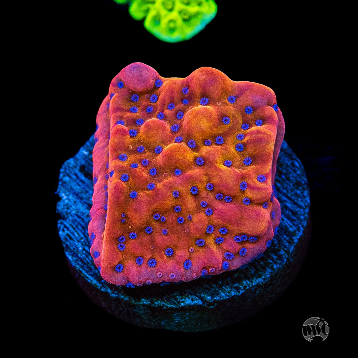 WWC Quicksand Montipora