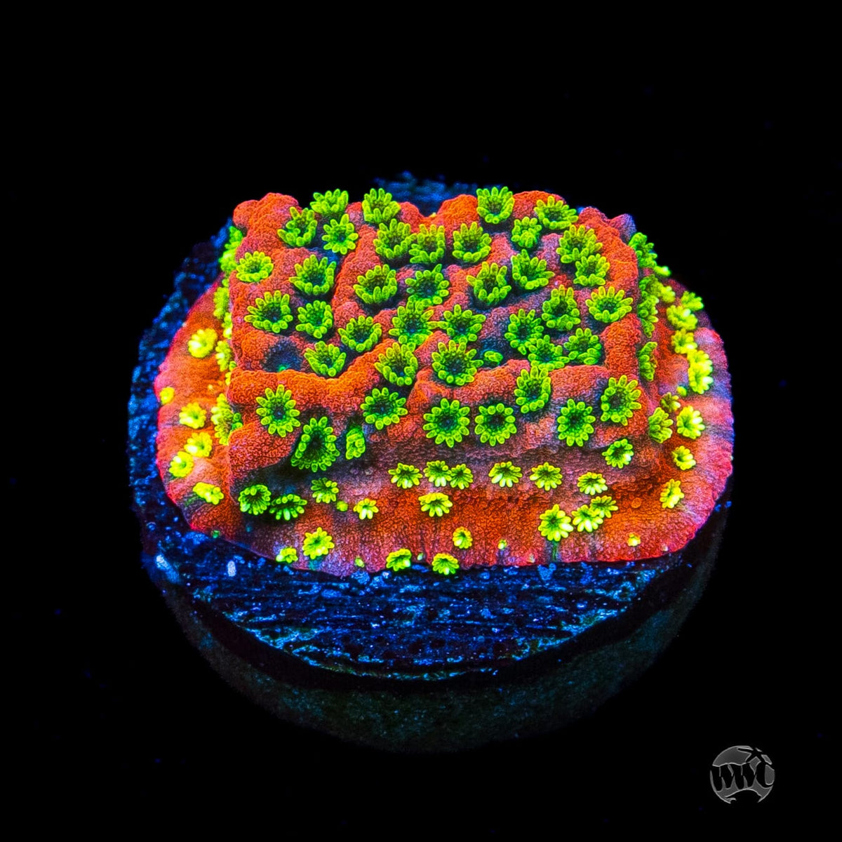 Sunset Montipora