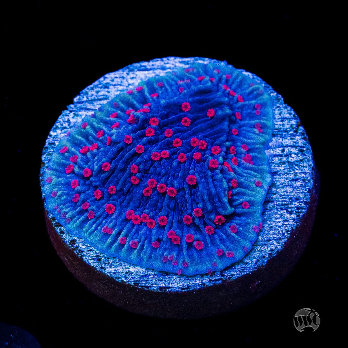Red Roses Montipora