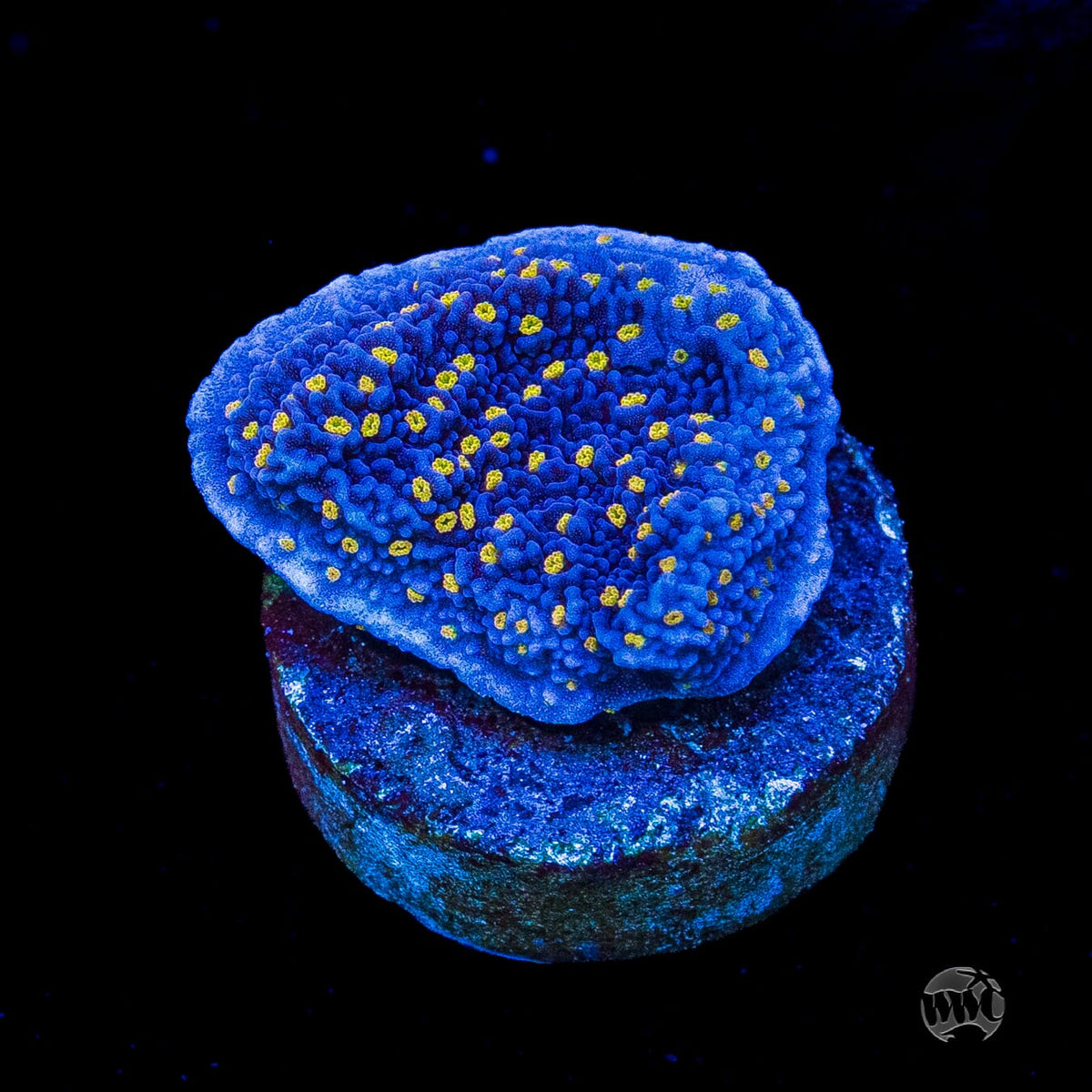 WWC Golden Lantern Montipora