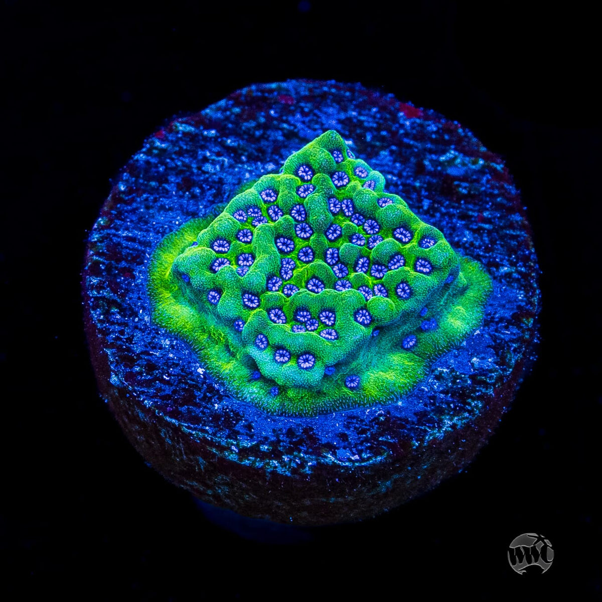 WWC Blue Comet Montipora
