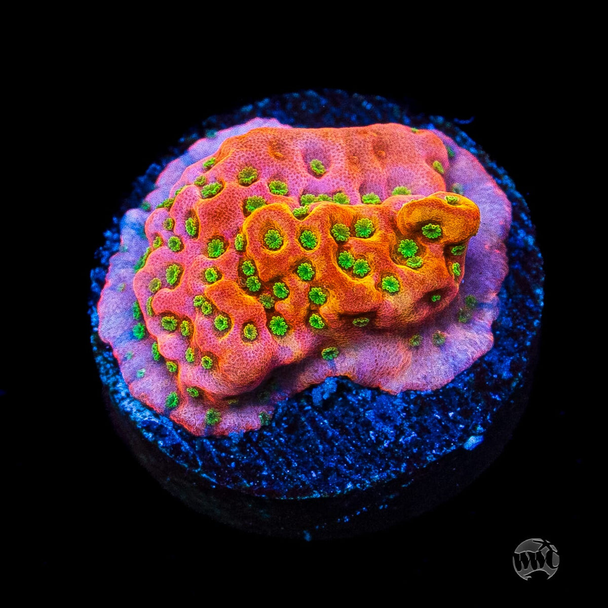 Sunset Imposter Montipora