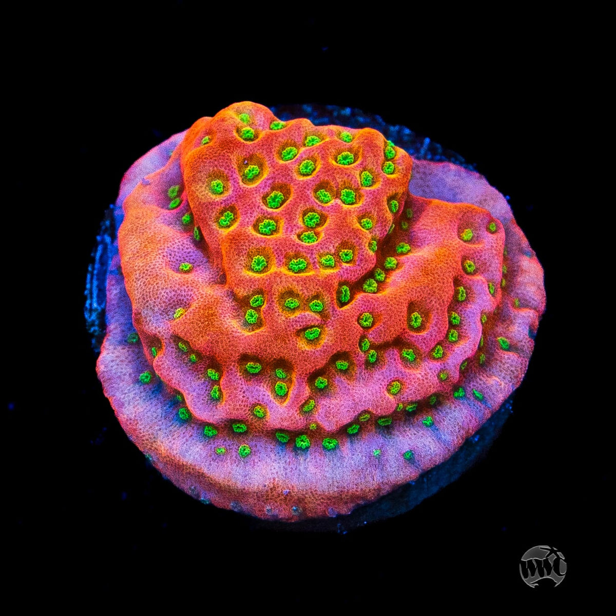 Sunset Imposter Montipora