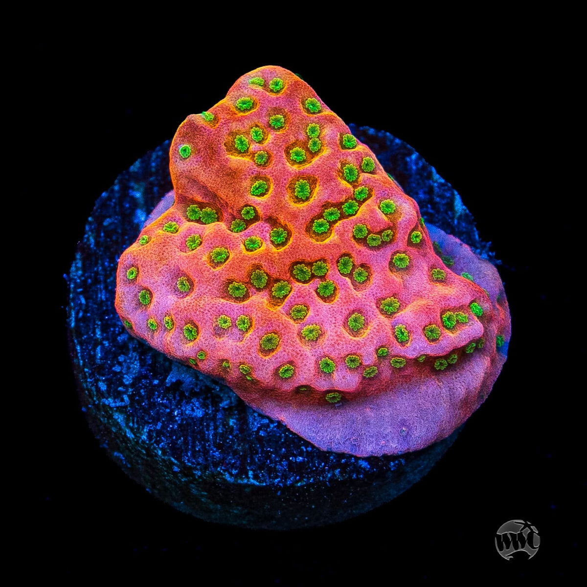 Sunset Imposter Montipora