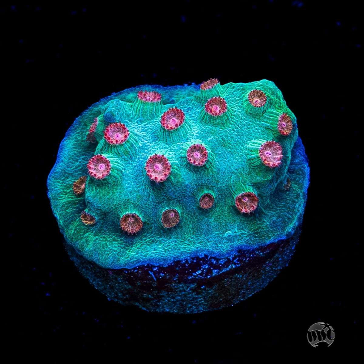 WWC Blow Pop Cyphastrea