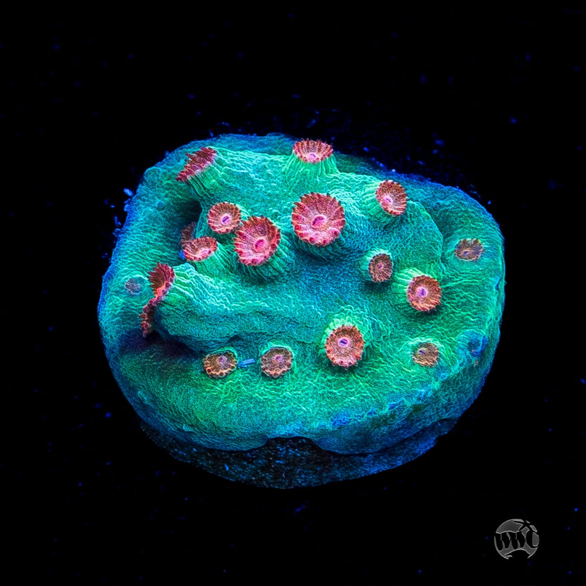 WWC Blow Pop Cyphastrea