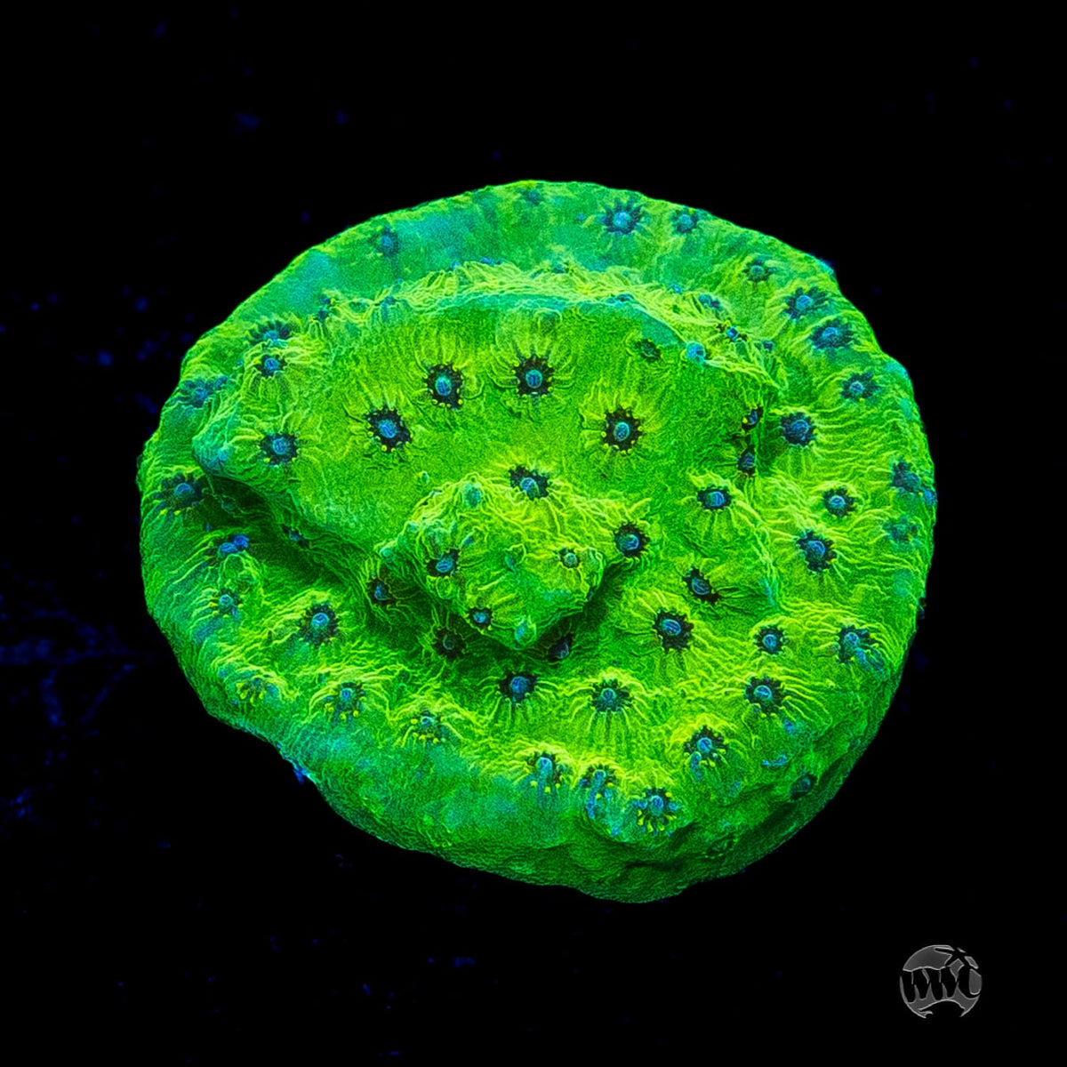 WWC Leapfrog Cyphastrea