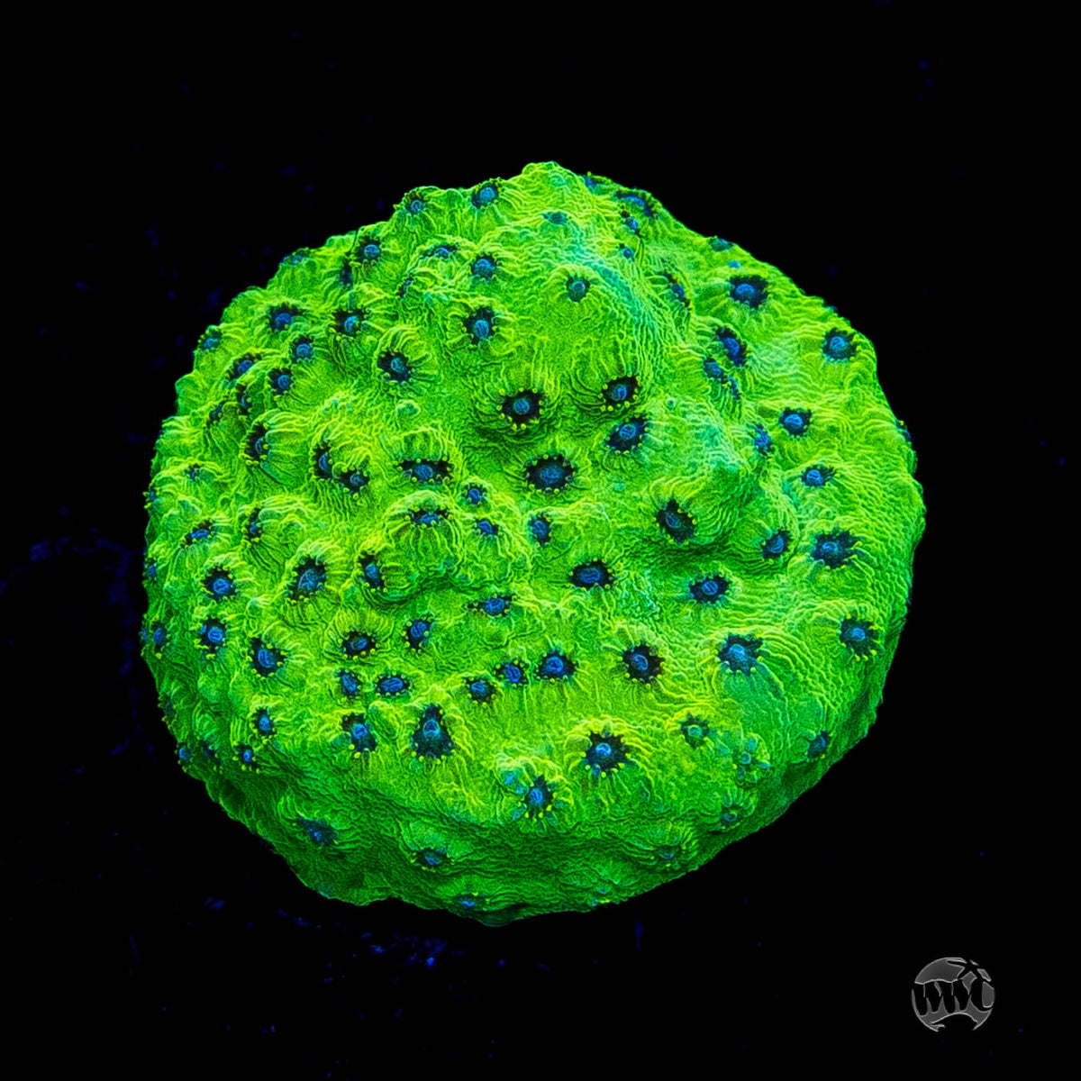 WWC Leapfrog Cyphastrea