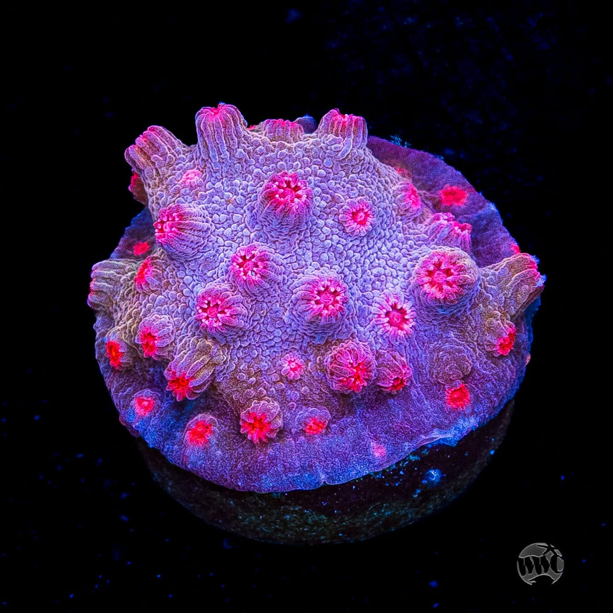 WWC Strawberry Branching Cyphastrea