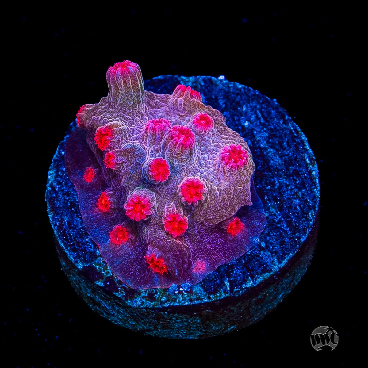 WWC Strawberry Branching Cyphastrea
