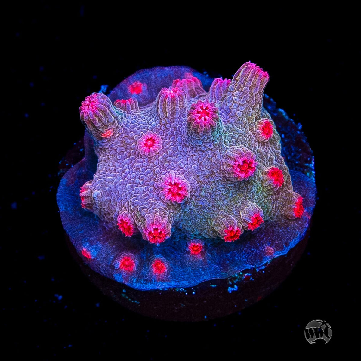 WWC Strawberry Branching Cyphastrea